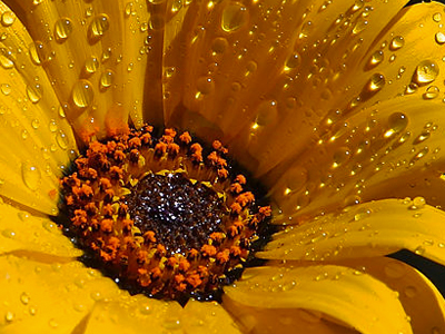 flower3